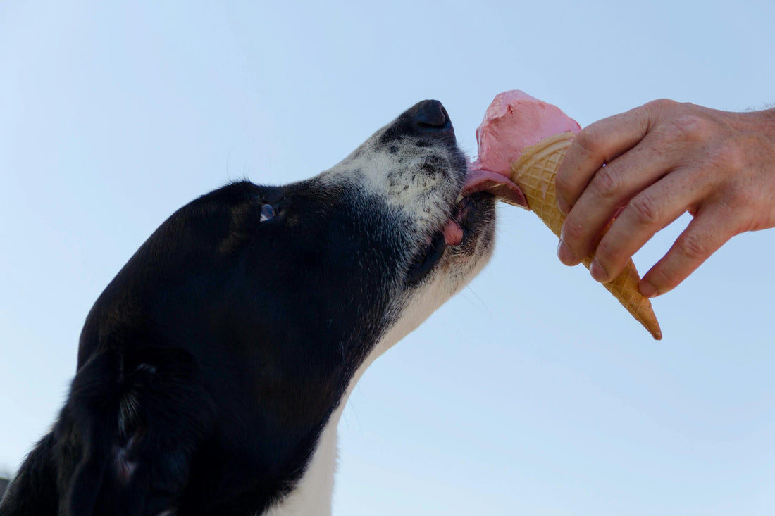 When are the best times of day to feed your Dog?