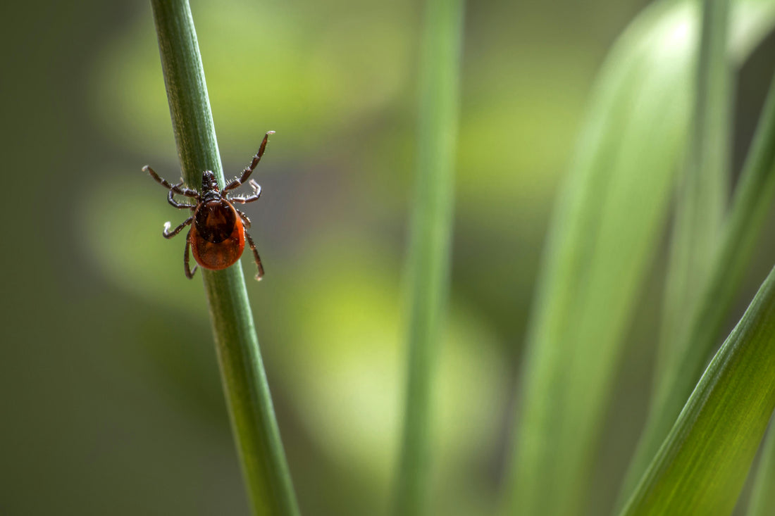 Dog Owners: Bugs & Insects to be wary of