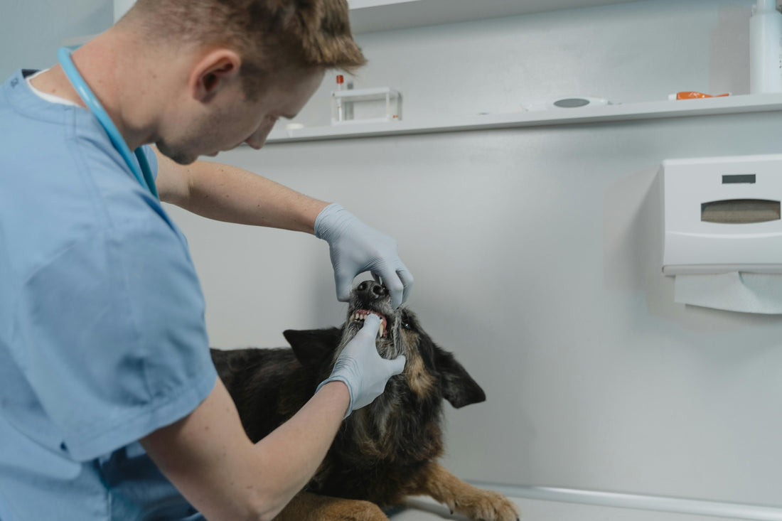 How often should we be cleaning our Dog's Teeth?